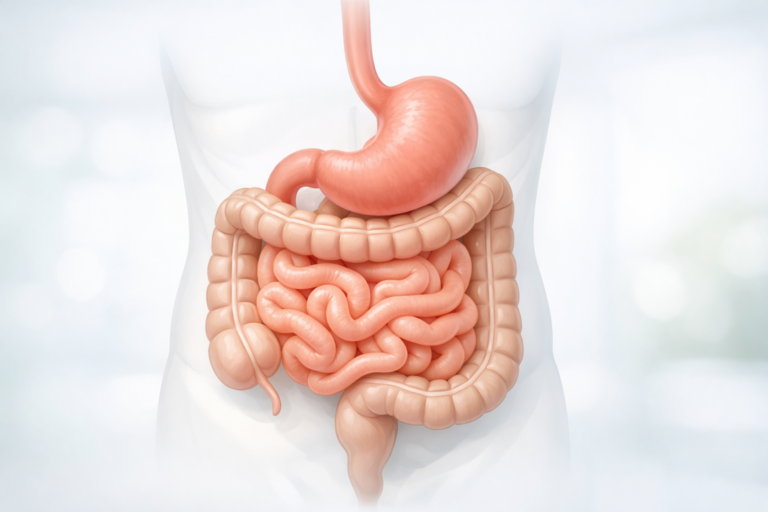 Digestive System